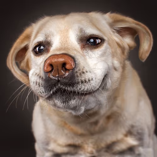 FunnyDoggy