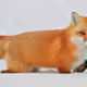 Foxes