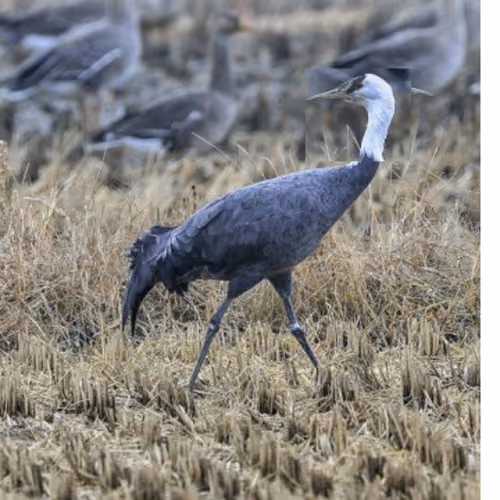 ospjo
