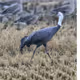 ospjo