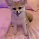 Mychi