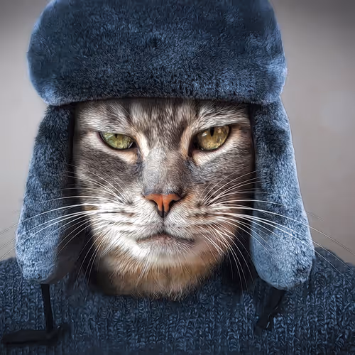 Cool Cat - IKl0dxsgvo