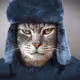 Cool Cat - IKl0dxsgvo