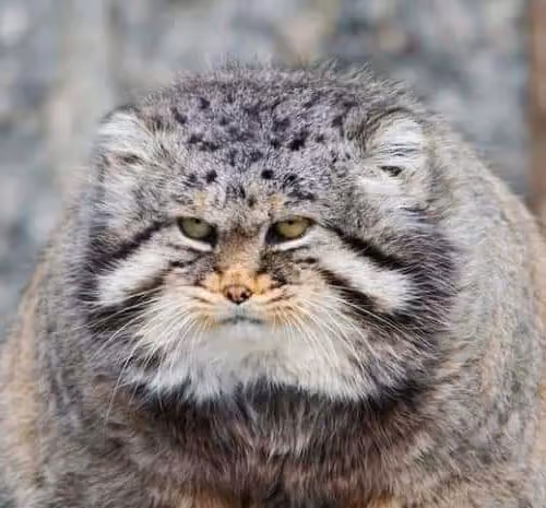 ramchi.lens-Collect-263