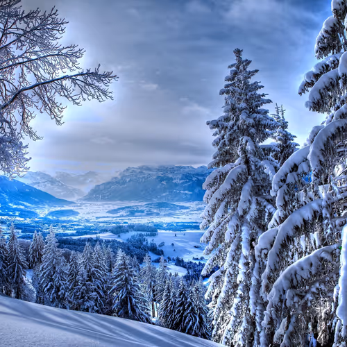 The winter