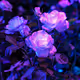 Purple Rose