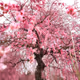 beauitful_fool
