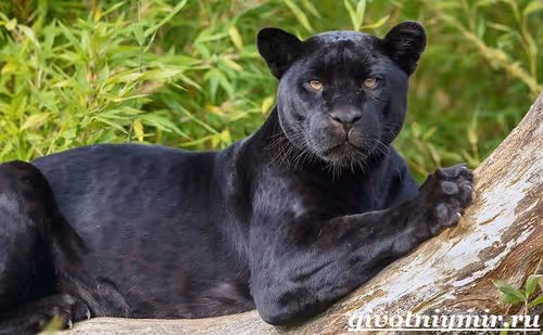 Item #107839786668602559178668060348078522694548577690162289924414440996865 Media