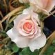 Flower Collection - XmwgfguRwh