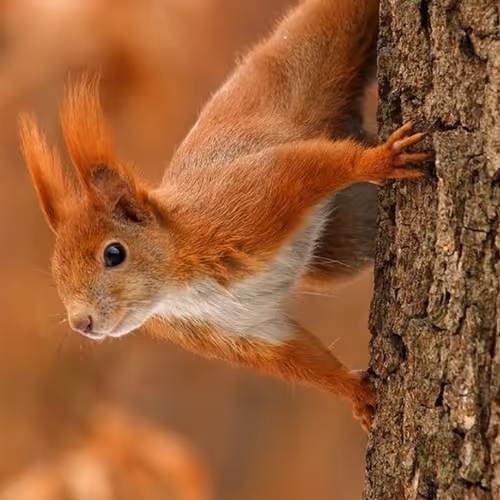 squirrel