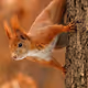 squirrel