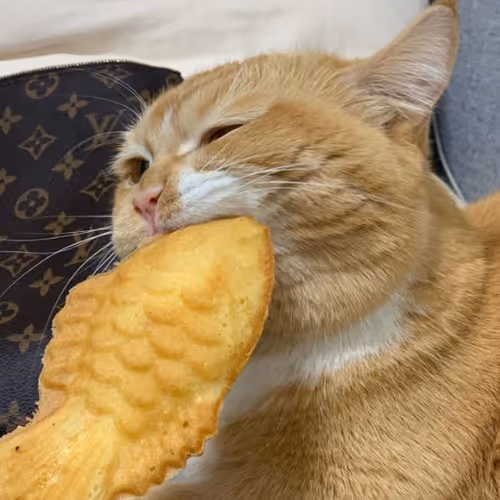 raquelnic773.lens-Collect-509