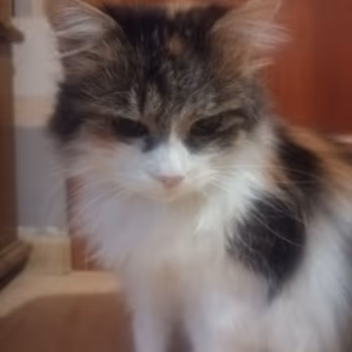 NFT CAT