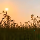 34678.lens-Collect-17