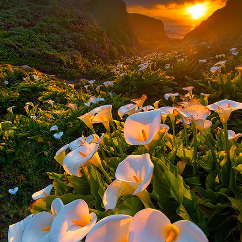 syncs.lens-Collect-251