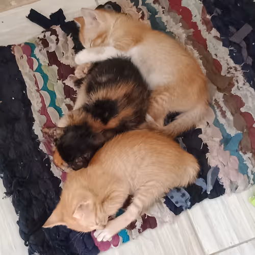 Cat Collection