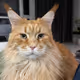 My cat