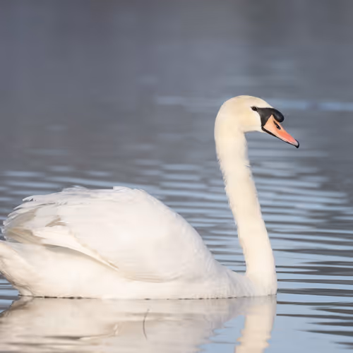 swan