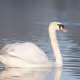swan