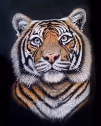 tigr