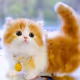 cute ct