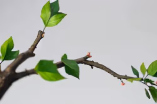 Planet of the cute ape