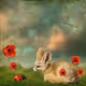 theta_coiin.lens-Collect-267