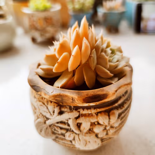 saunter.lens-Collect-61