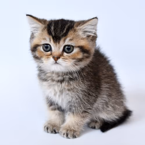 kitty cat