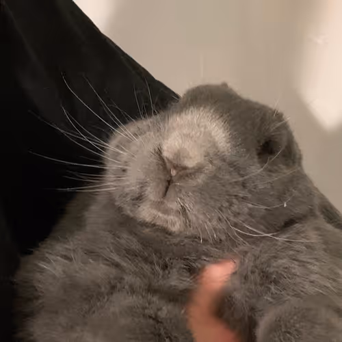 Vitya NFT Rabbit