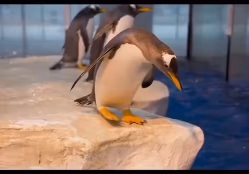 hongxinh321.lens-Collect-7