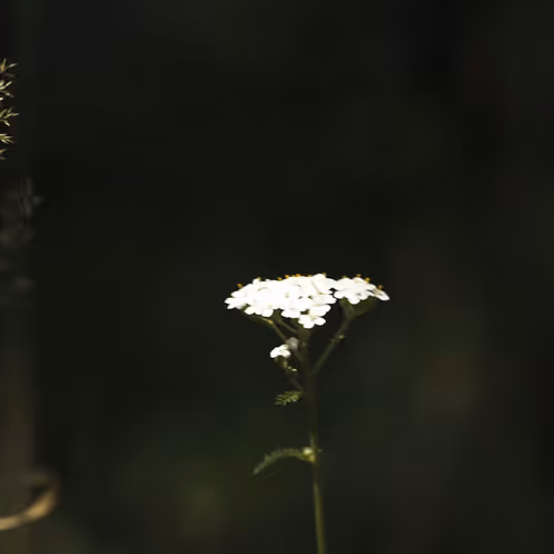 White flower