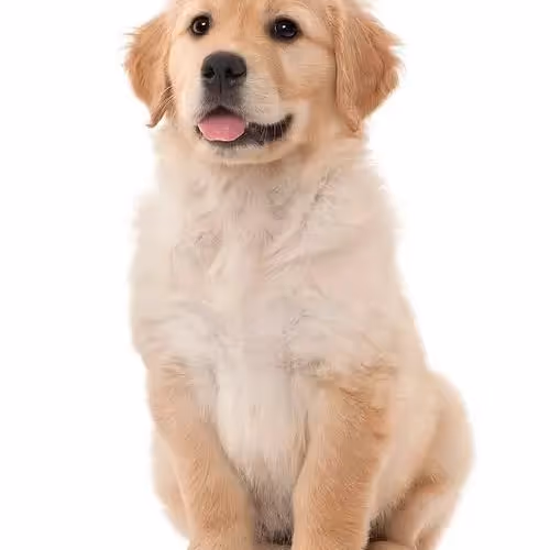 good dog