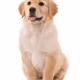 good dog
