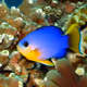 DamselFish