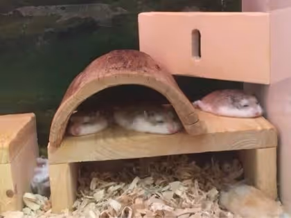 mamal.lens-Collect-1980