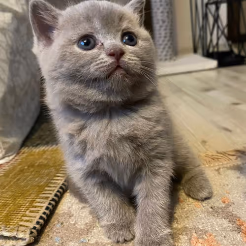 Mia