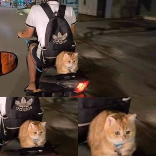 mamal.lens-Collect-1810