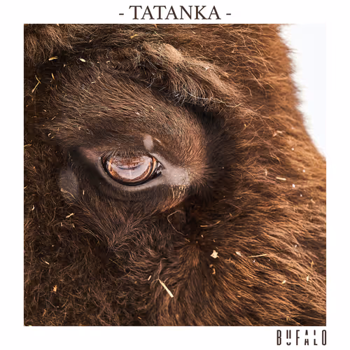 Bufalo - Tatanka - BOTV Skull Staking 7