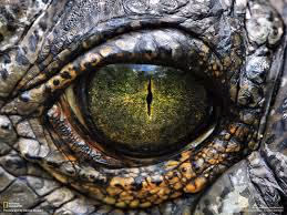 EYE