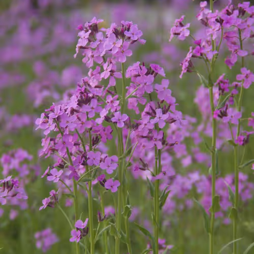 today.lens-Collect-412