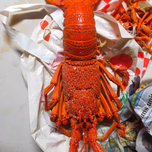 Port Mac Lobster