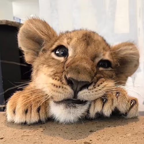 kes