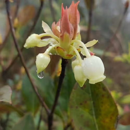 oversea.lens-Collect-28