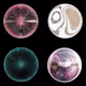 cavernaeremita.lens-Collect-2145