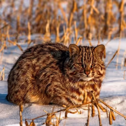 forest cat