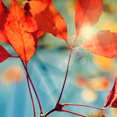 vrich.lens-Collect-838