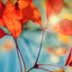 vrich.lens-Collect-838