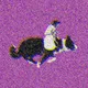 Monkey Rodeo