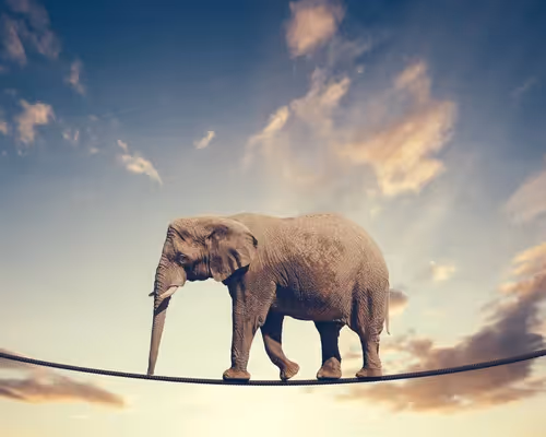 elephant